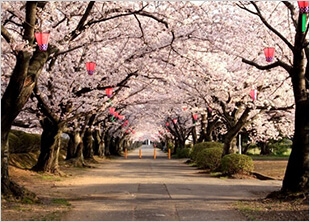 造幣局 桜の通り抜け